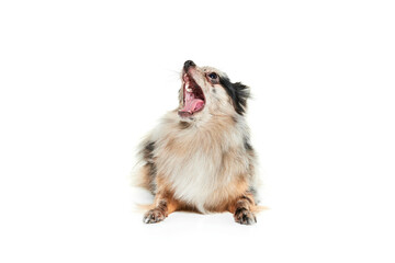 Portrait of cute small dog, Pomeranian spitz lying on floor and yawning isolated over white background