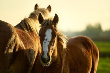Fototapeta premium Red horse portrait on sunset sky at meadow, foal with mare grazing together