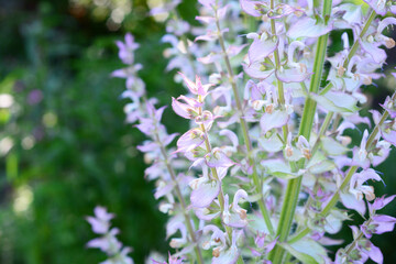 Salvia sclarea, the clary or clary sage, is a biennial or short-lived herbaceous perennial in the...