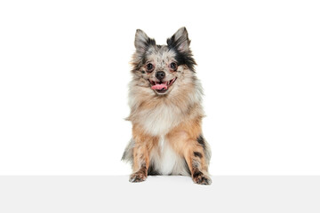 Portrait of cute small dog, Pomeranian spitz posing with tongue sticking out, looking at camera isolated over white background