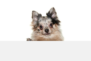 Portrait of cute small dog, Pomeranian spitz attentively looking at camera isolated over white background