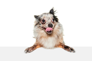 Portrait of cute small dog, Pomeranian spitz isolated over white background. Funny looking puppy