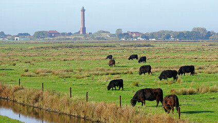 Galloways auf Norderney