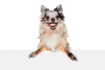 Portrait of cute small dog, Pomeranian spitz posing with tongue sticking out, looking at camera isolated over white background