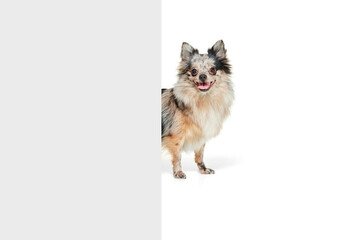 Portrait of cute small dog, Pomeranian spitz looking out the corner isolated over white background
