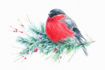 Watercolor illustration of a red beautiful bullfinch sitting on a spruce branch.