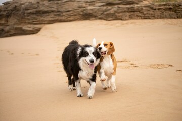Collies playing together in a sandy beach