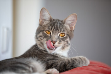 Portrait of a happy cat