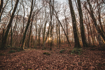 Obraz premium autumn forest in the morning
