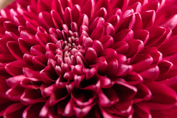 Red chrysanthemum head flower in close up.  Creative autumn concept. Floral pattern, object.