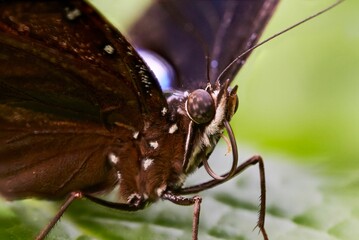 Butterfly on a green leaf, close-up, Papiliorama Zoo in Switzerland