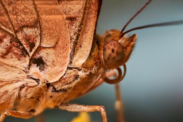 Orange butterfly, macro, Papiliorama Zoo in Switzerland