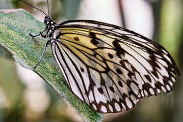 Butterfly on a green leaf, close-up Papiliorama Zoo in Switzerland