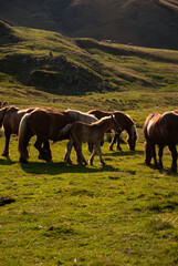 Chevaux dans les Pyrénées