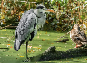 Graureiher und Ente auf einem Ast