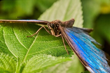 Butterfly on a green leaf, close-up, Papiliorama Zoo in Switzerland