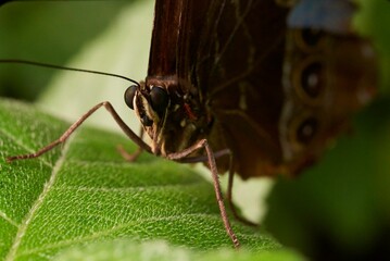 Butterfly on a green leaf, close-up, Papiliorama Zoo in Switzerland