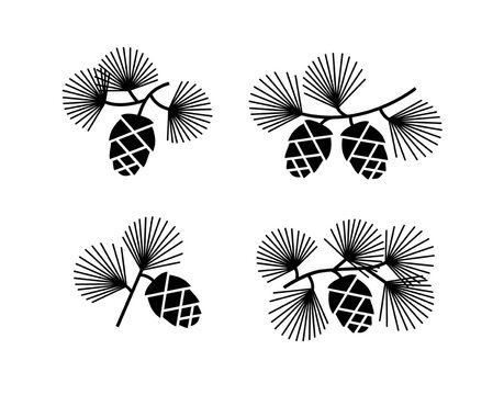 Cedar or pine cones on branches with needles. Vector black illustrations set isolated on white background.