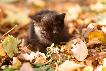 Naklejka na ściany i meble Cute fluffy black and white kitten among yellow leaves in autumn. Funny cat as a screensaver for desktop or smartphone screen. Wallpaper or greeting card