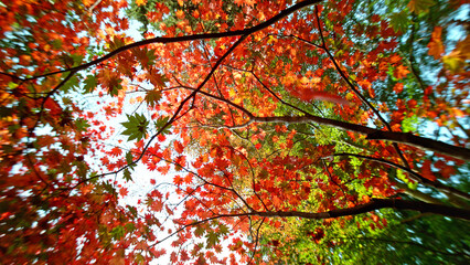 Red autumn maple tree with falling leaves.