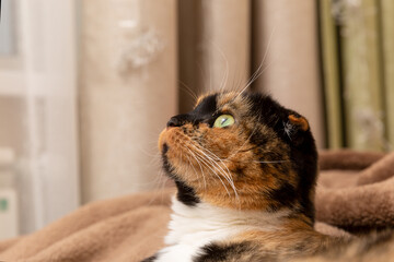 Scottish fold cat