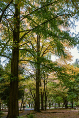 樹木公園　秋の風景