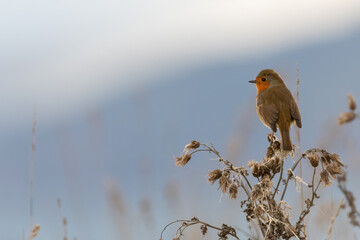European robin perches on the Scottish coast in autumn