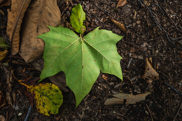 樹木公園　秋の風景