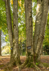 樹木公園　秋の風景