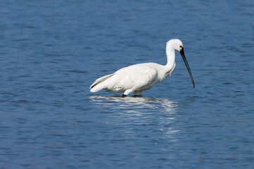  spoonbill bird swimming in the river water. Common spoonbill or Eurasian spoonbill at river. Bird background wallpaper. Spoonbill closeup. Bird at river, sea. Platalea leucorodia. Animal theme.