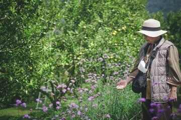 old elderly senior woman resting relaxing walking in verbena purple flower garden park.