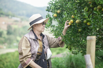 old senior woman farmer gardener checking orange tangerine fruit harvest quality in garden plantation