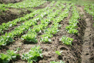 Fototapeta na wymiar green coral lettuce vegetable growing in organic garden farm