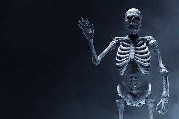 Human skeleton on dark background