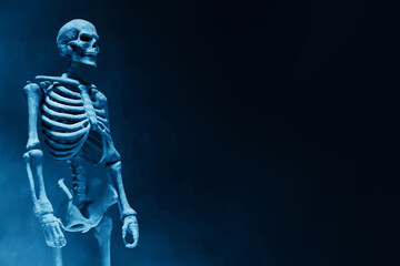 Human skeleton on dark background