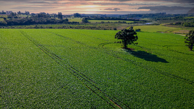 soybean plantation in Brazil. Green field with grown soybeans. Aerial view