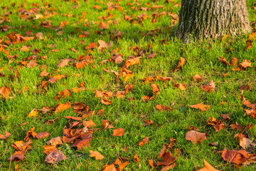 autumnal colored leaves in a green meadow with tree