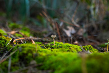 mushroom photo close up in nature
