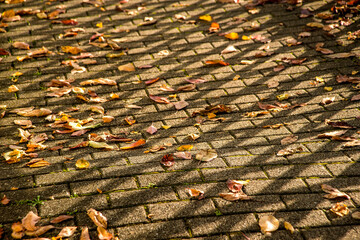 autumal painted leaves on a street in sun and shadow