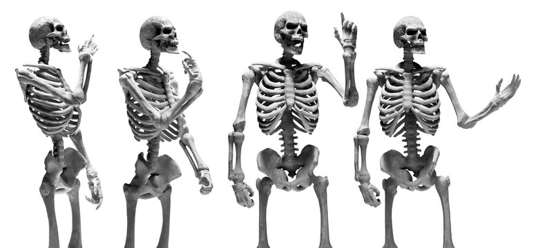 Set of human skeleton isolated on white background