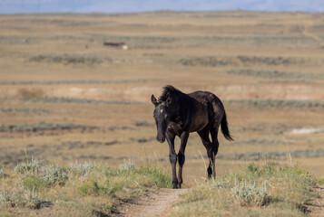 Beautiful Wild Horse in Summer in the Wyoming Desert