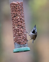 Naklejka premium Crested tit on a feeder, Cairngorms, Scotland