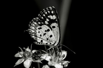 Closeup grayscale of a Talicada, Lycaenidae butterfly standing on a flower