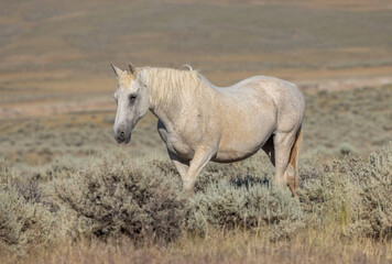 Obraz na płótnie Canvas Beautiful Wild Horse in Summer in the Wyoming Desert