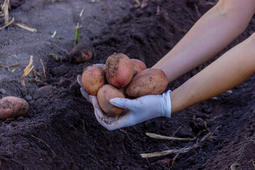 Freshly harvested organic potato harvest. Farmer in garden