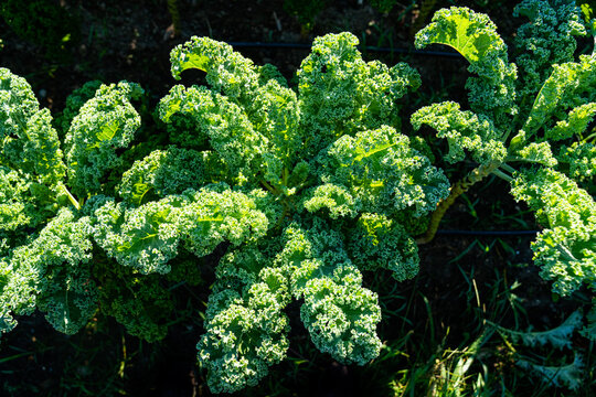 Closeup of Curly Kale Leaf