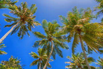 Tropical palm trees against the blue sky. Bottom view. - 542454503