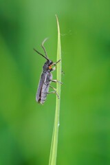 Closeup on the smallumbellifer longhorn beetle , Phytoecia cylindrica on a grass-straw