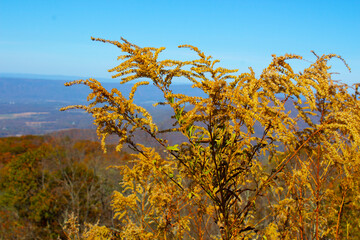 field against sky on a fall day