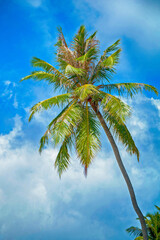 Tropical palm trees against the blue sky. Bottom view. - 542454726